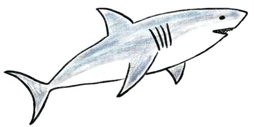 clipart shark simple