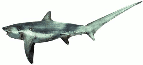 Clipart shark thresher shark. Free clip art image