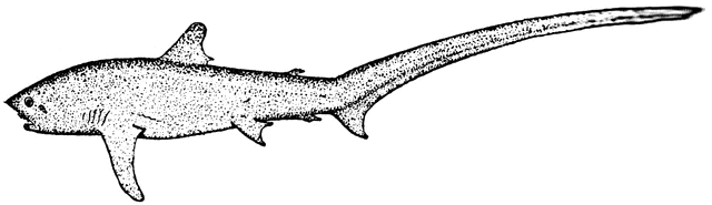 clipart shark thresher shark