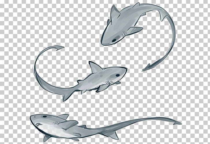 clipart shark thresher shark