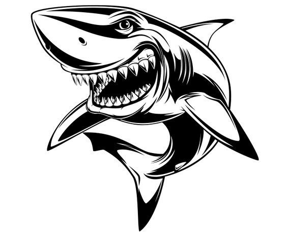 Clipart shark vector, Clipart shark vector Transparent ...