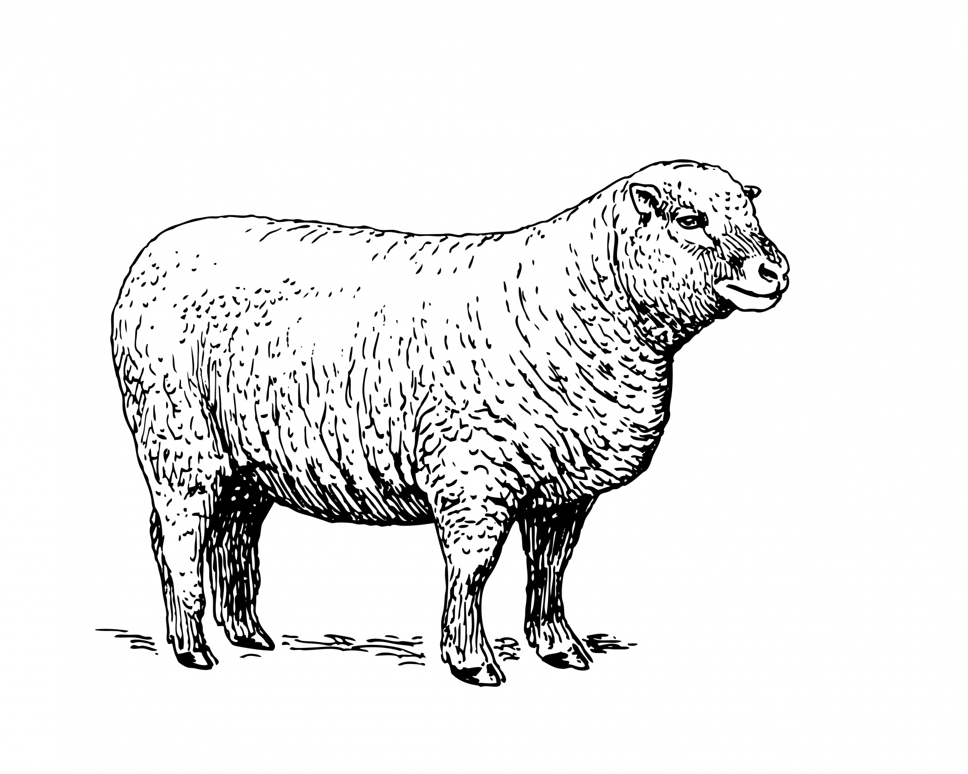 Illustration free stock photo. Clipart sheep