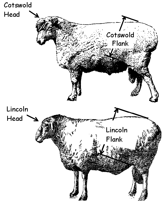 Cotswold vs lincoln longer. Sheep clipart fat sheep
