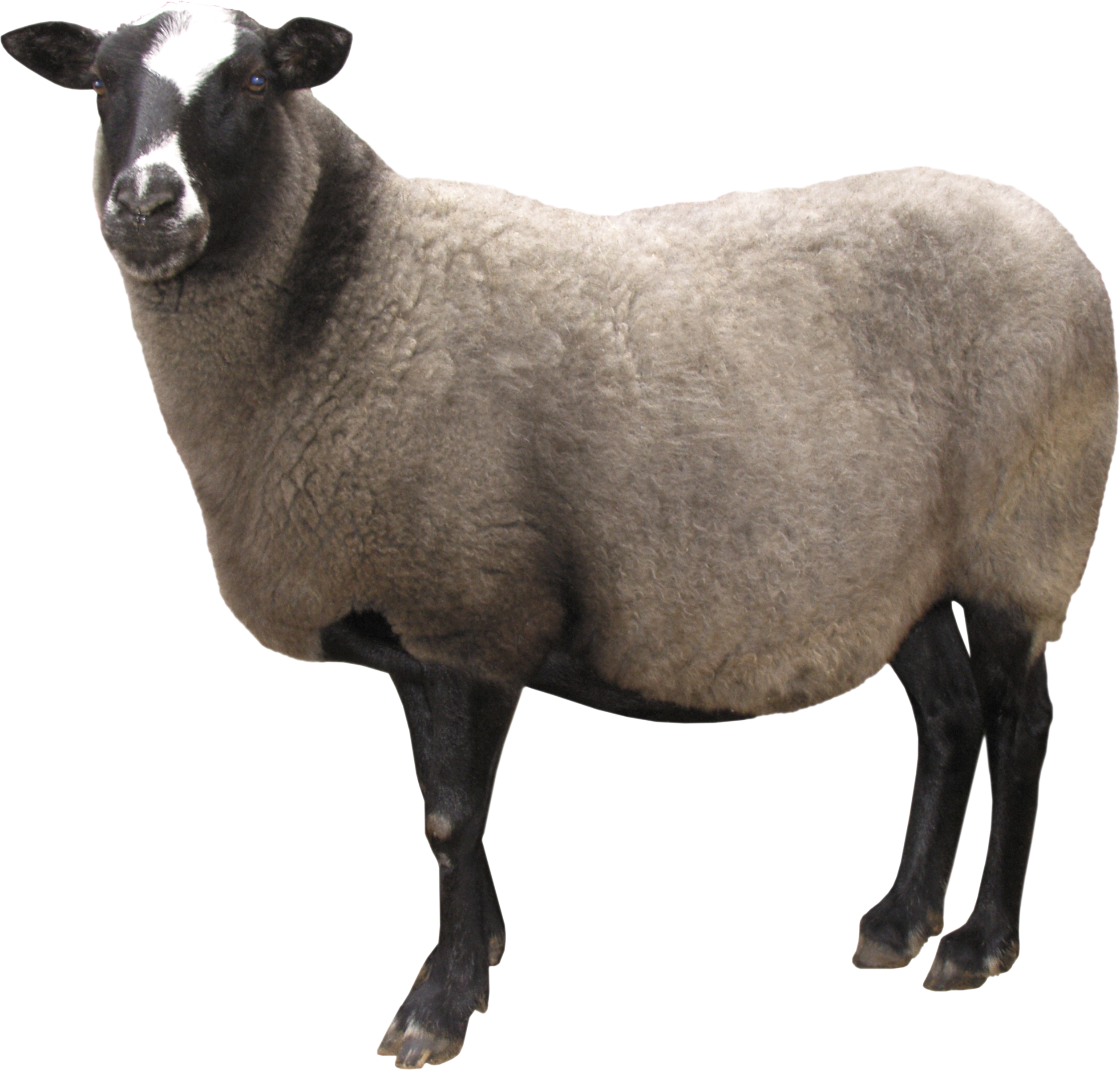 Sheep clipart female sheep. Png image 