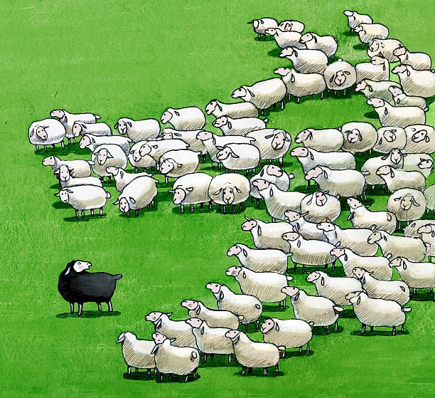 clipart sheep field