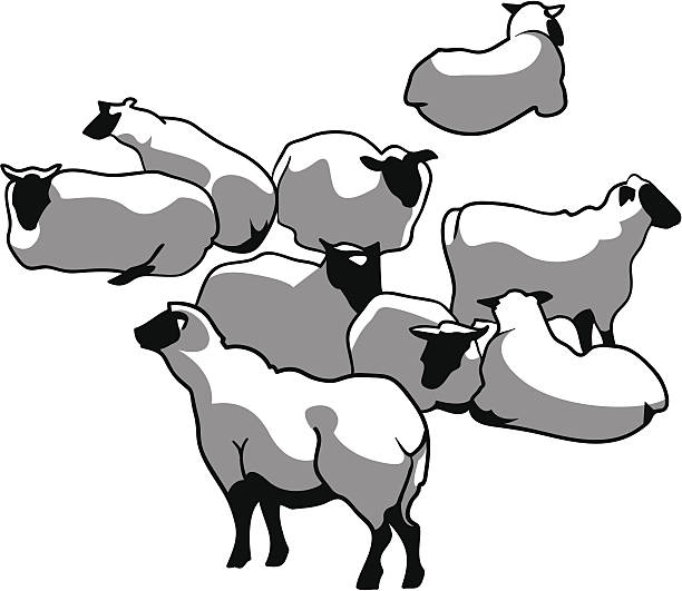clipart sheep herd sheep