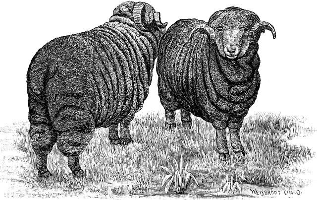 Etc . Clipart sheep merino sheep