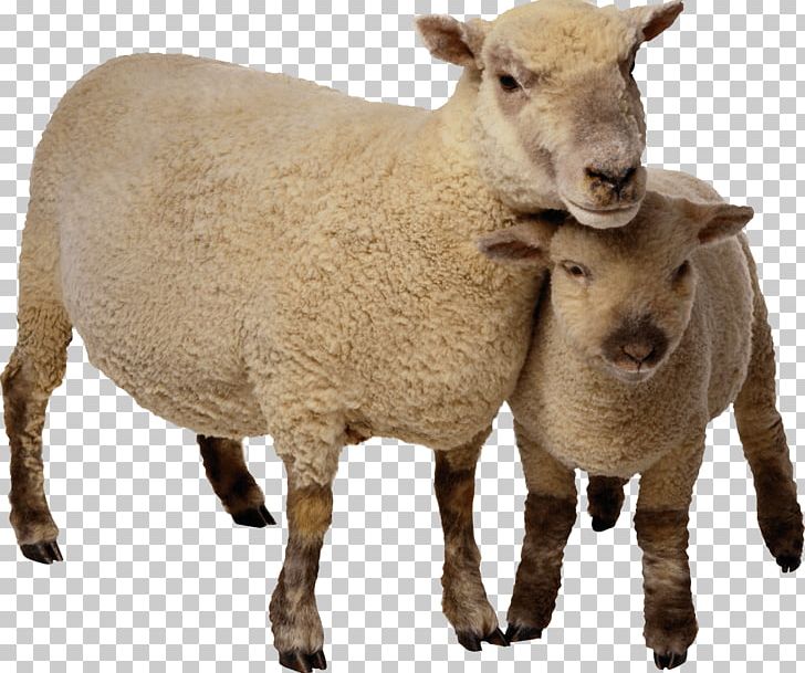 Clipart sheep mother. And baby png animals