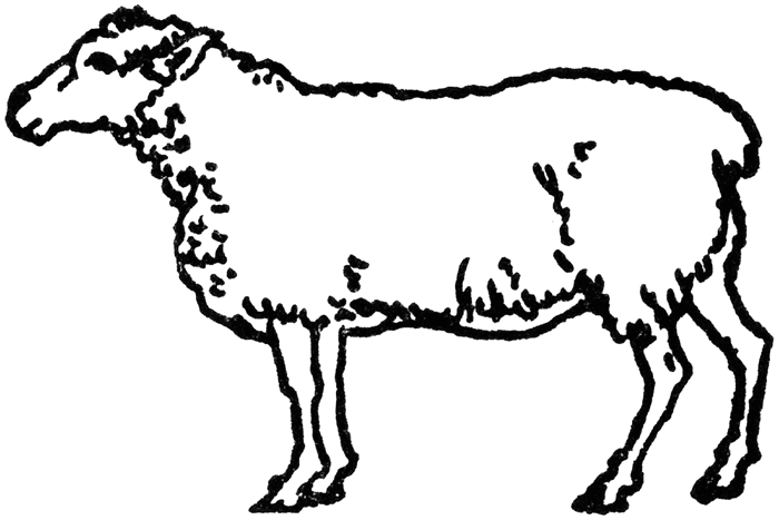 lamb clipart line art
