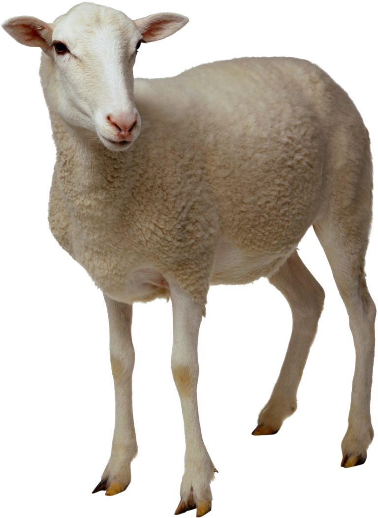clipart sheep real