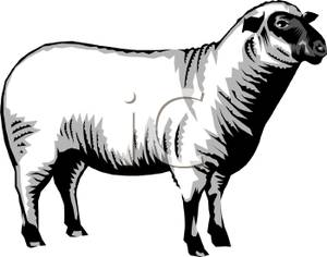 clipart sheep realistic