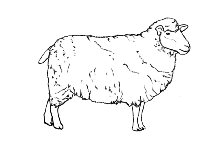clipart sheep sheep drawing