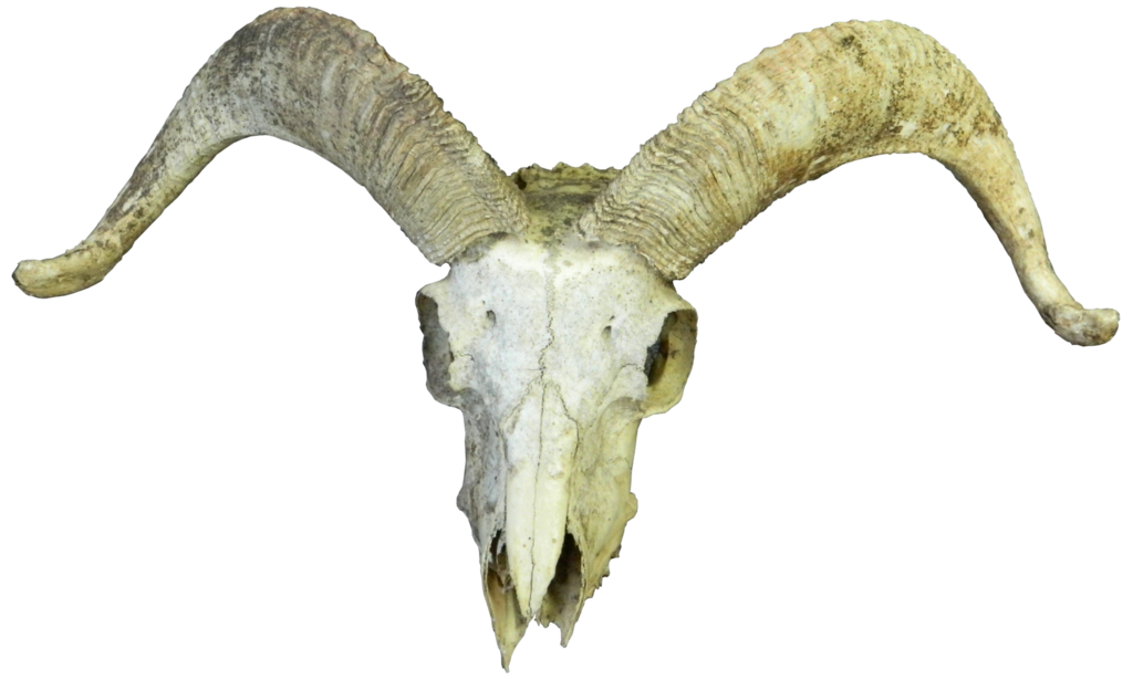 Clipart sheep skull. Hb by on deviantart