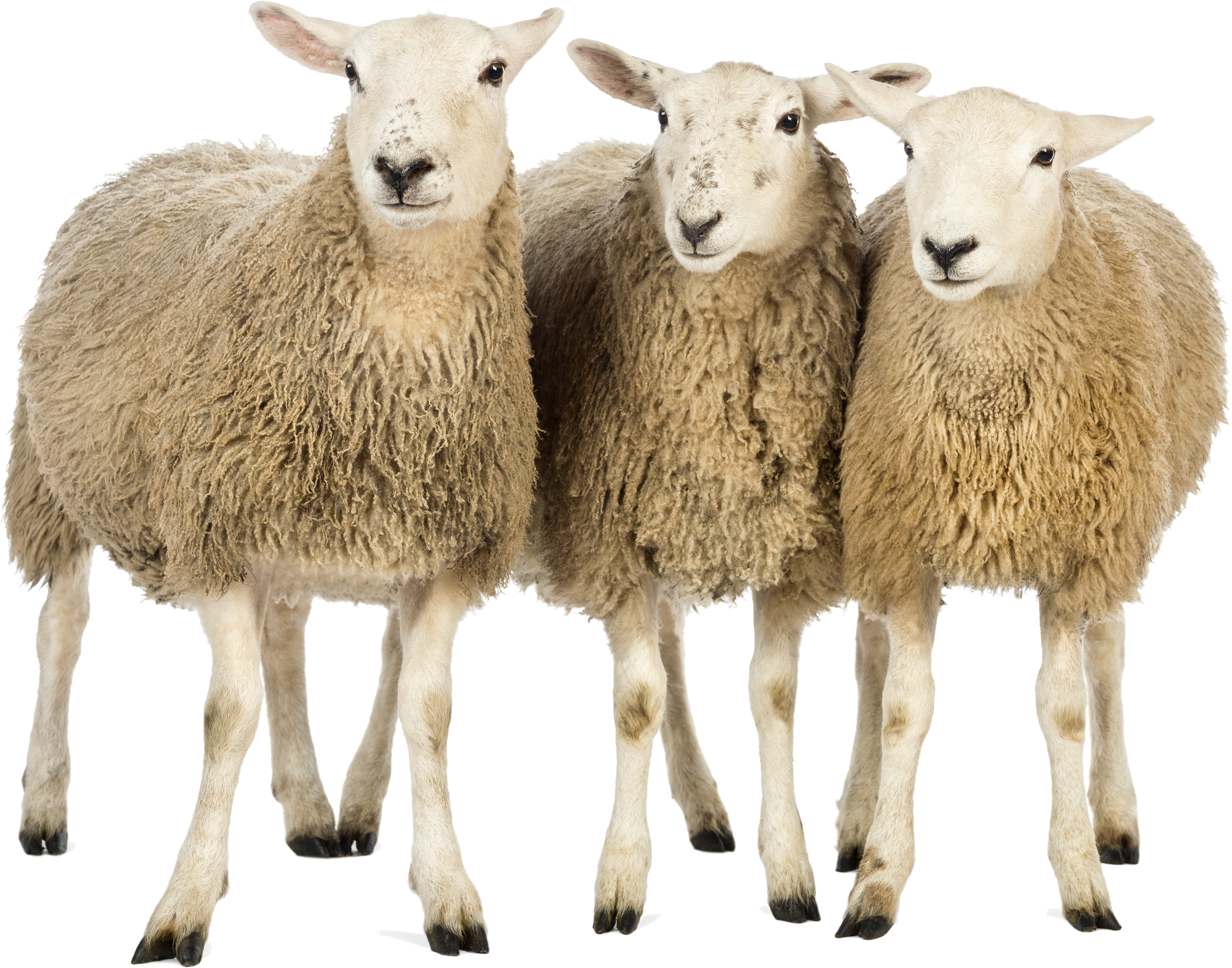 clipart sheep three