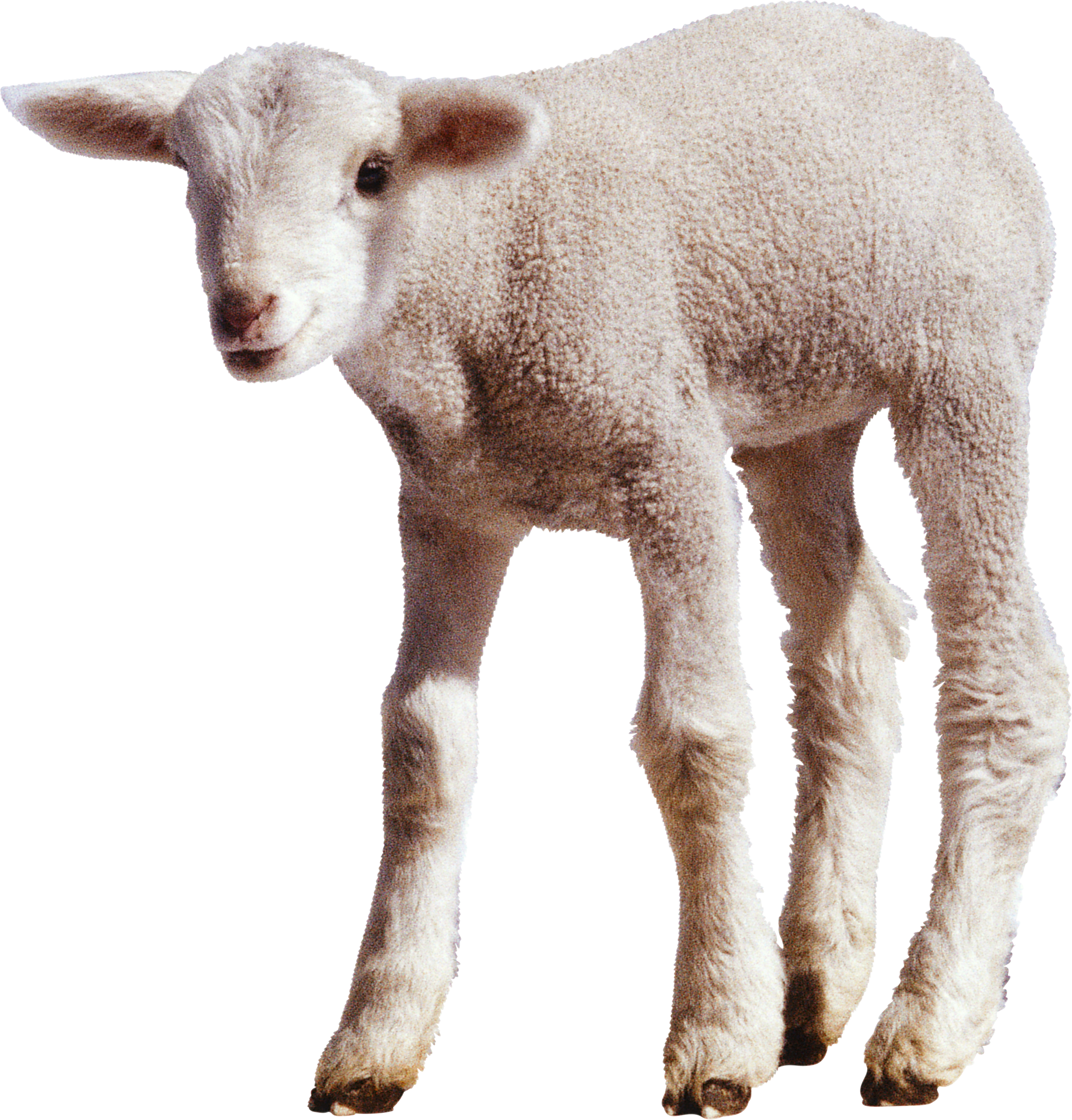 sheep clipart clear background