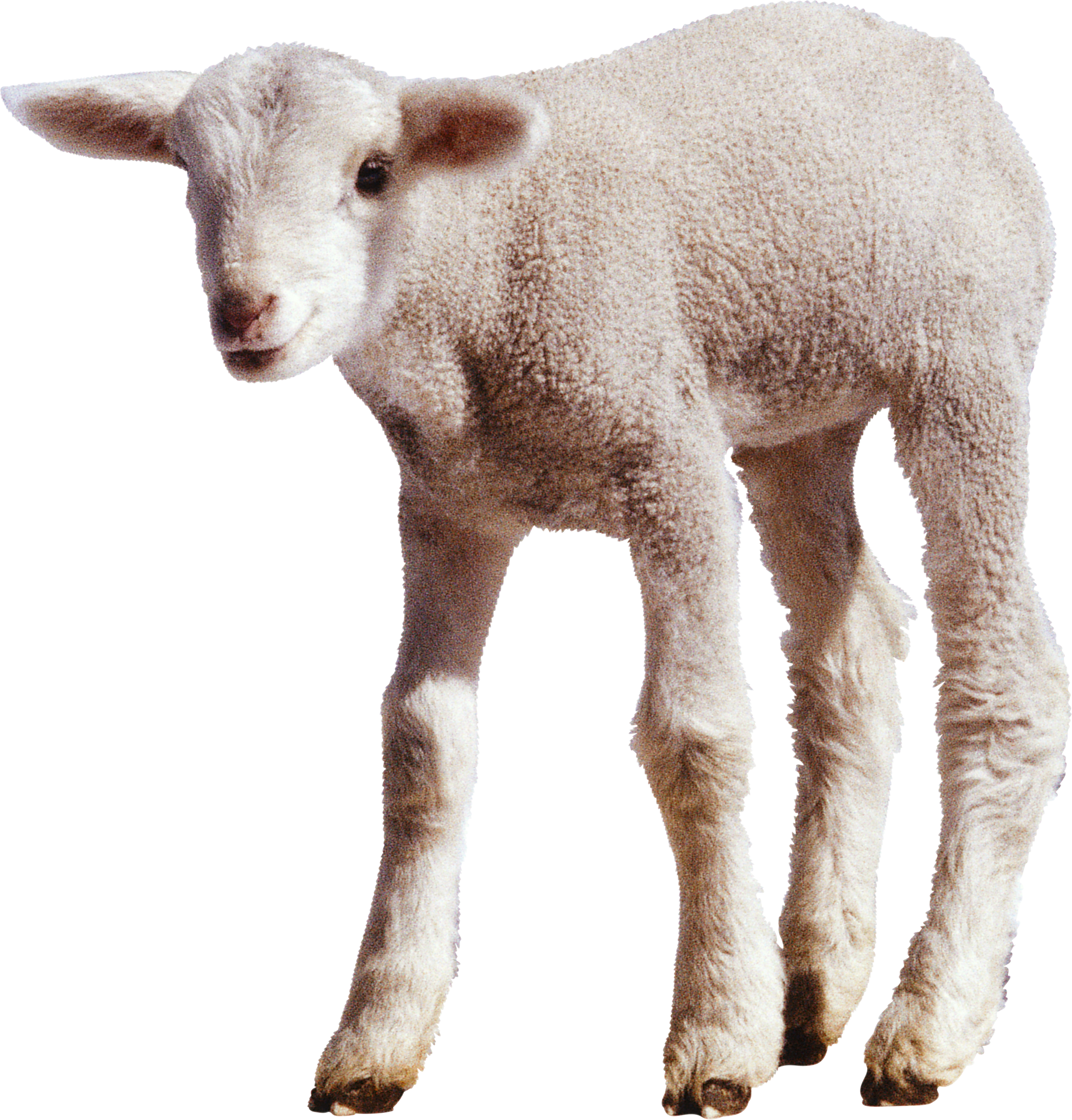 clipart sheep transparent background