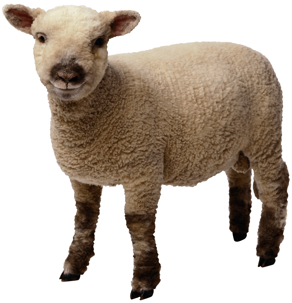 Lamb clipart baby lamb. Sheep standing transparent png