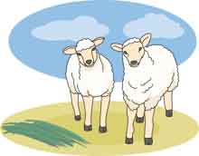 clipart sheep two