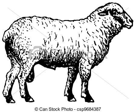 Shropshire stock illustration royalty. Clipart sheep vector