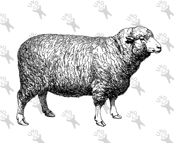 clipart sheep vintage