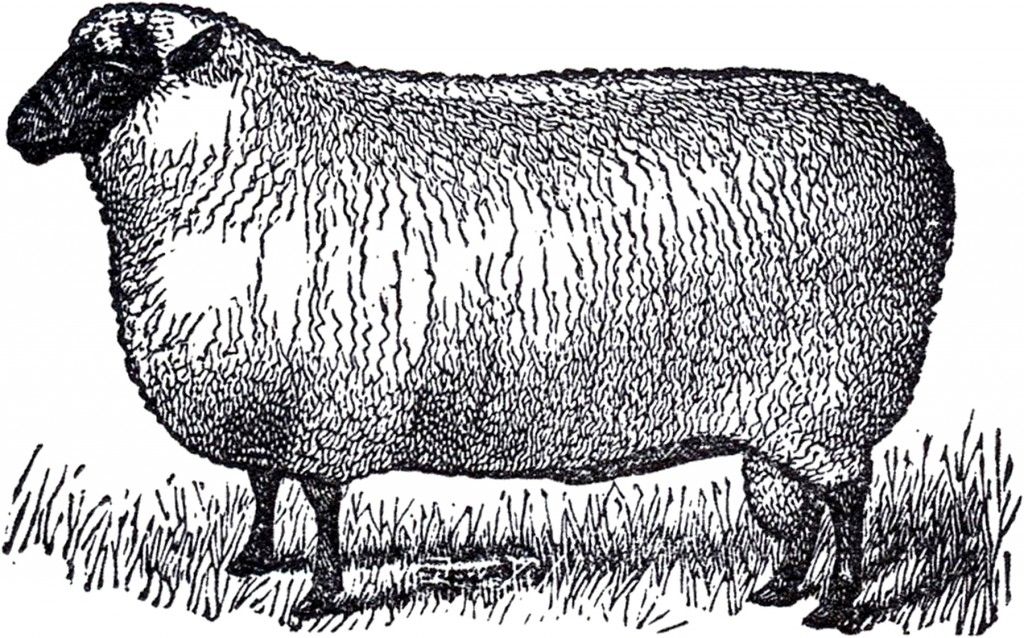 clipart sheep vintage