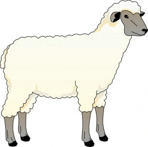 sheep clipart real