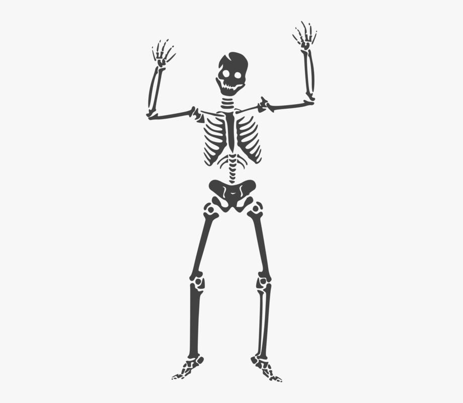 Clipart skeleton. Human skull anatomy body