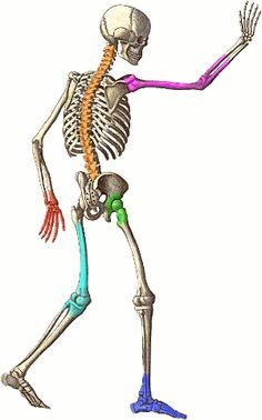 clipart skeleton anatomy physiology