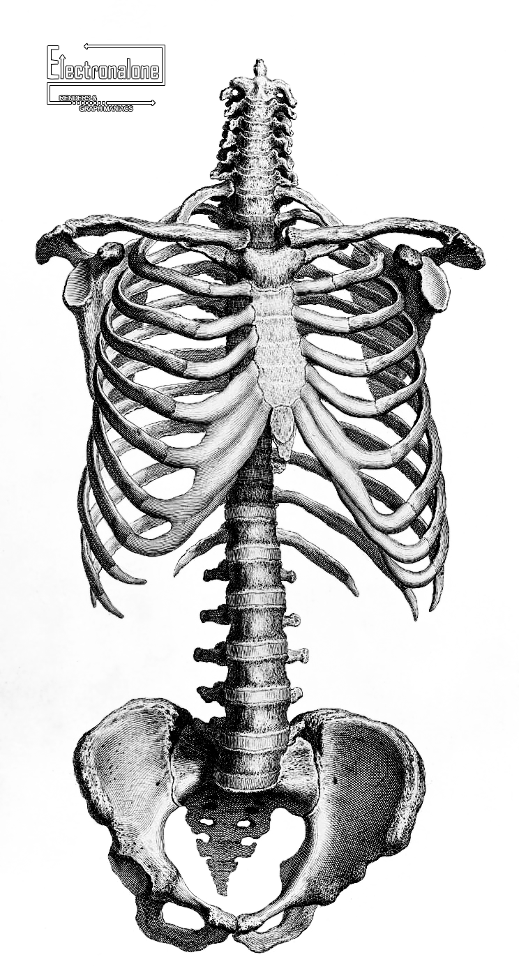 Renders squelette tronc humain. Xray clipart skeleton rib cage