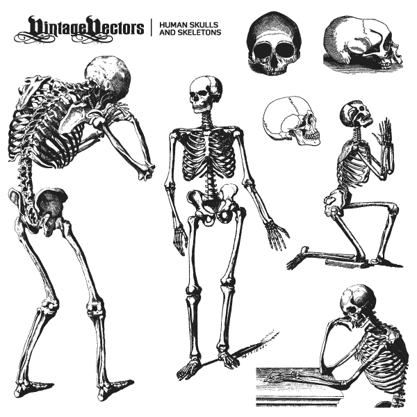 Xray clipart skeleton rib cage. Vector art of old