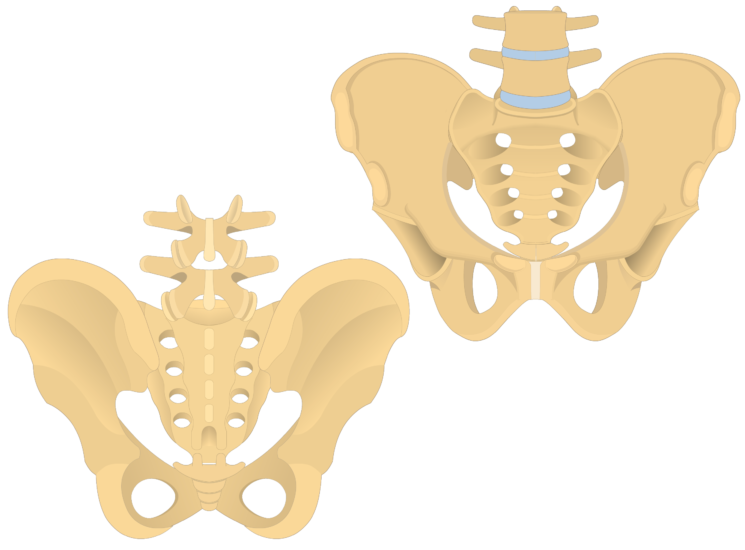 spine clipart anterior