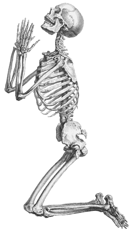 Transparent tumblr google search. Xray clipart skeleton rib cage