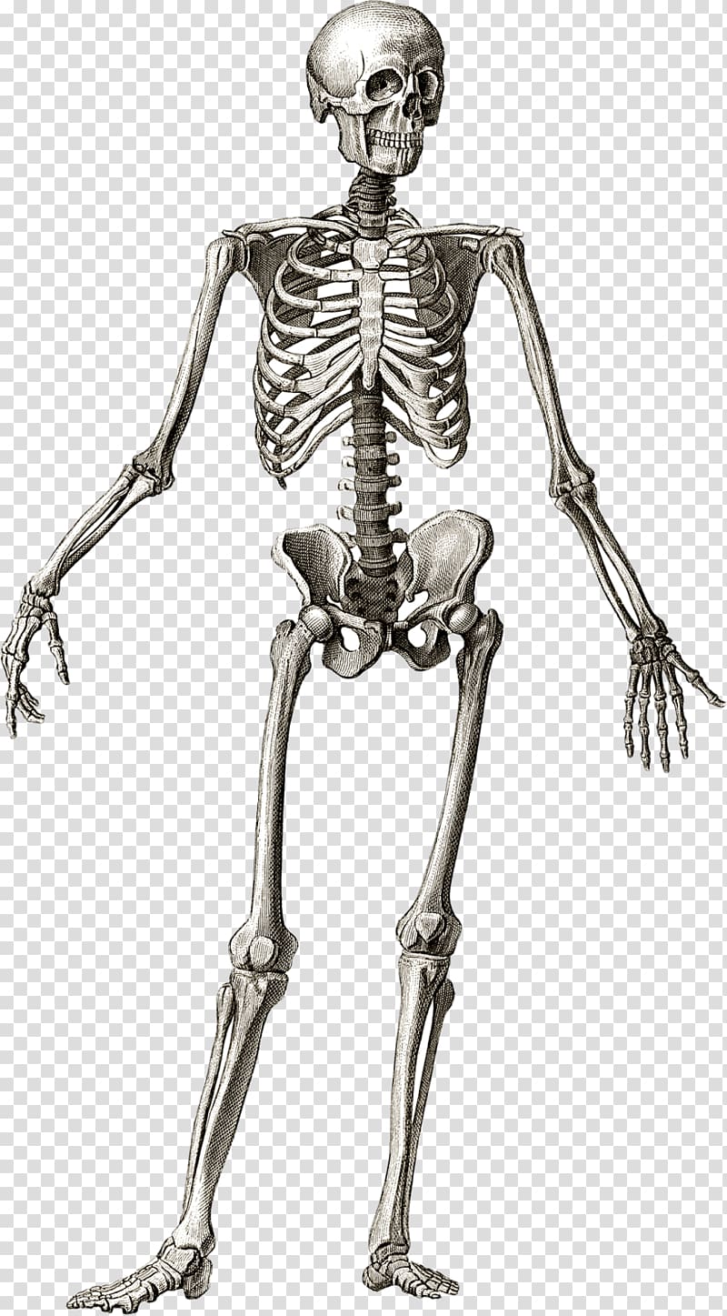 clipart skeleton anatomy physiology
