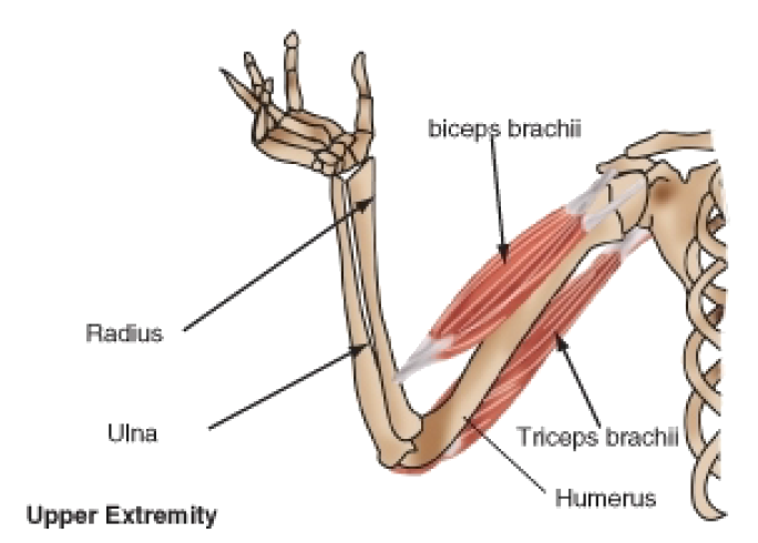 Elbow clipart bent arm. Muscle power lessons tes