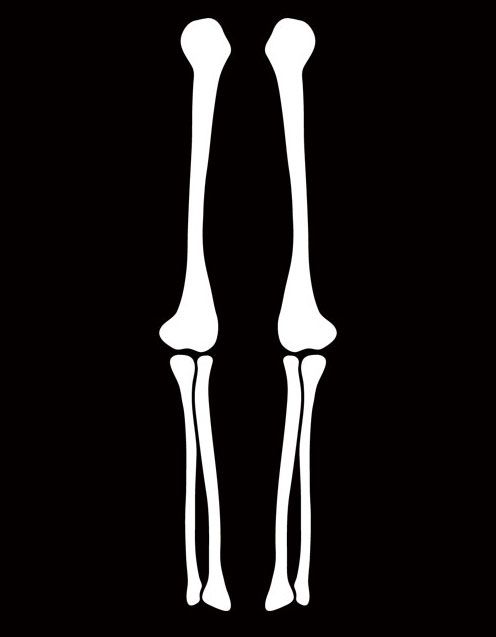 clipart skeleton arm bone