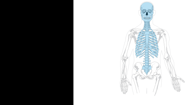 clipart skeleton axial skeleton