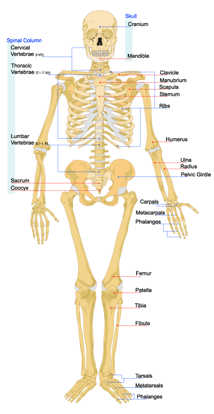 Skeleton axial skeleton