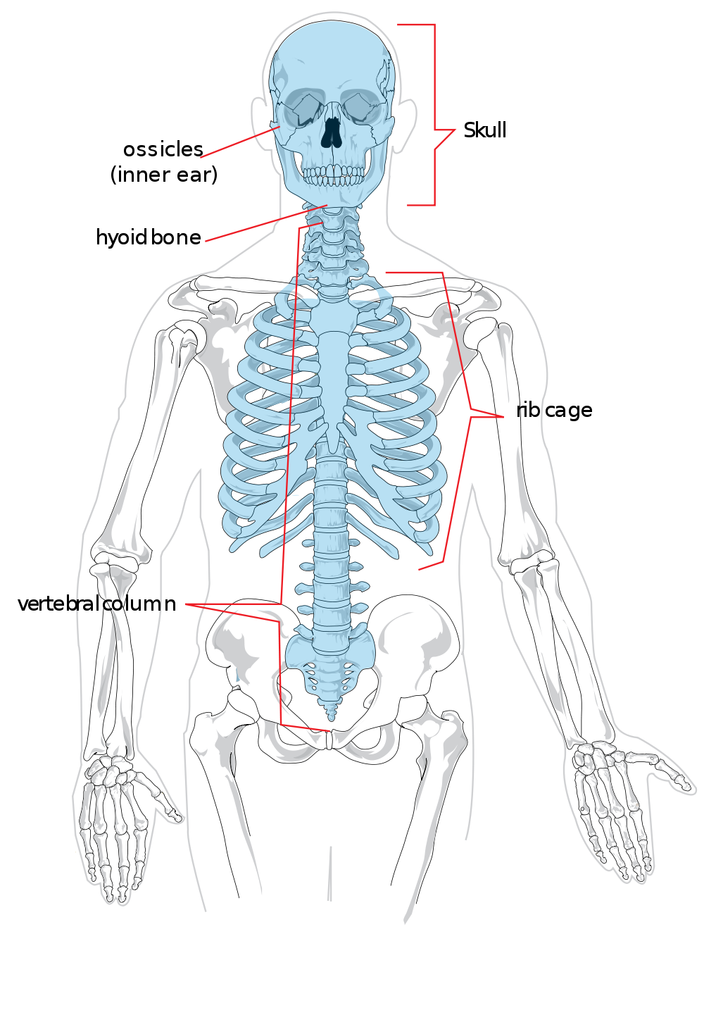 clipart skeleton axial skeleton