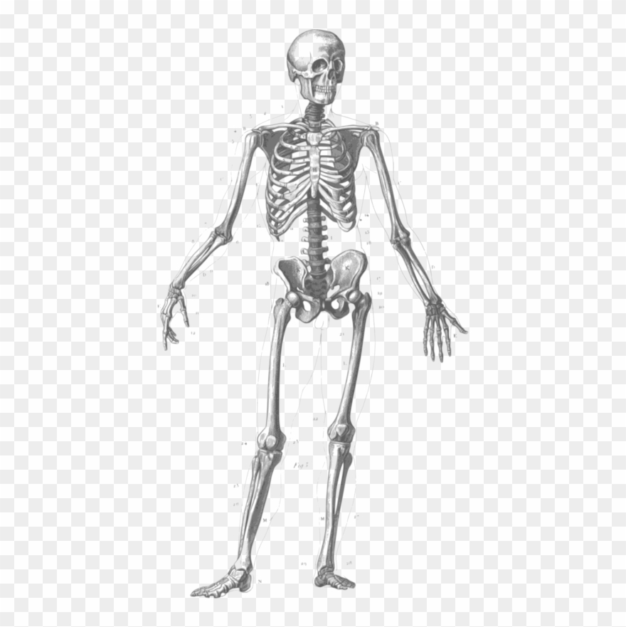 clipart skeleton black and white