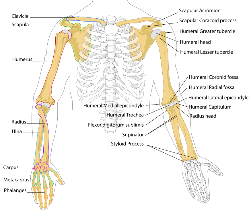 clipart skeleton body part