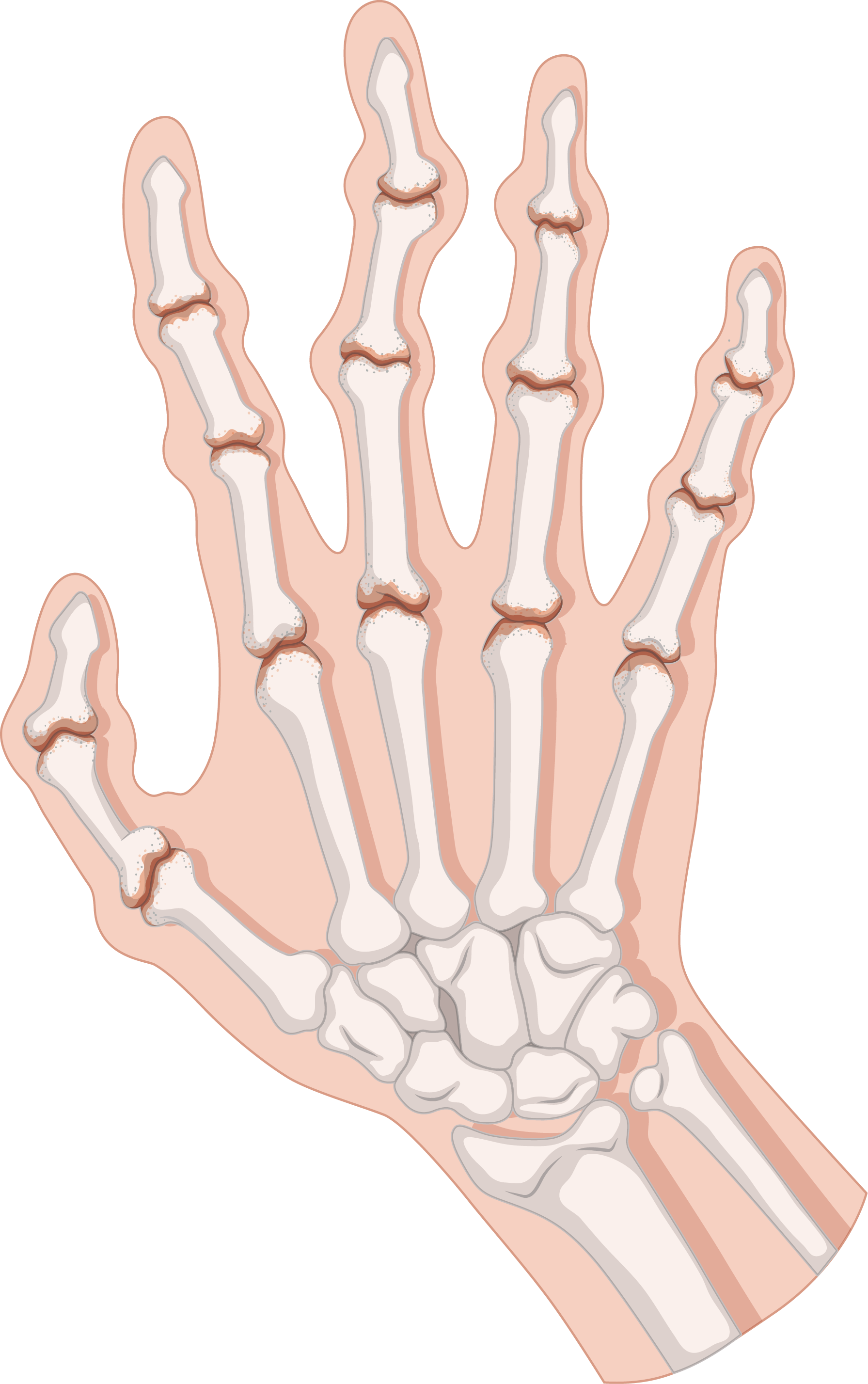 clipart skeleton body part