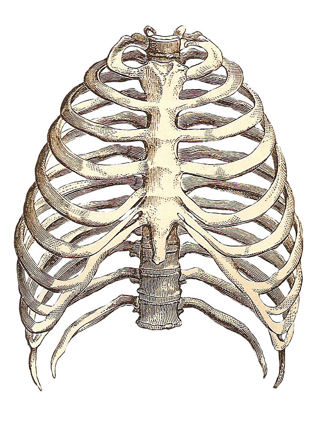 Xray clipart skeleton rib cage. Drawing inspiration pinterest anatomy