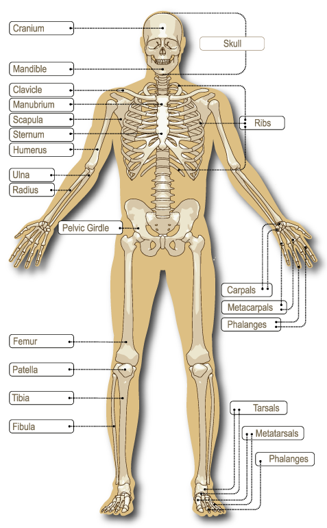 Bones gallery human anatomy. Clipart skeleton bone density