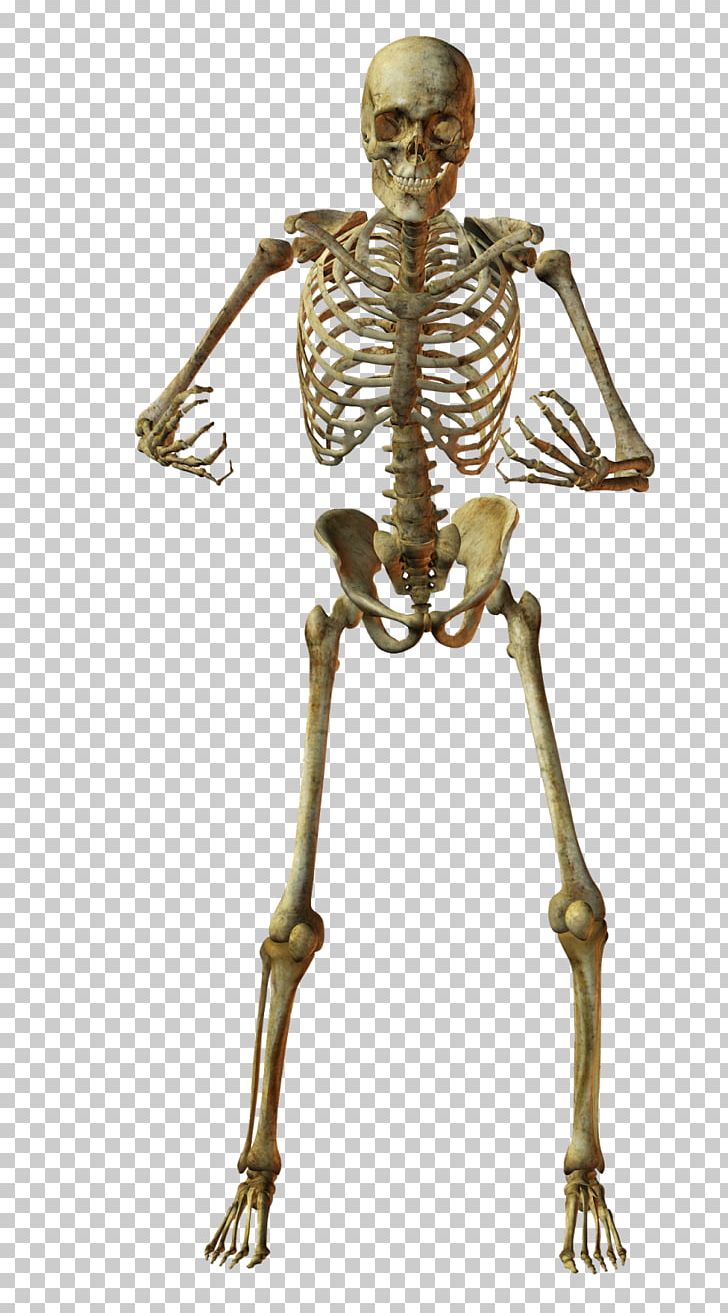 clipart skeleton bone structure