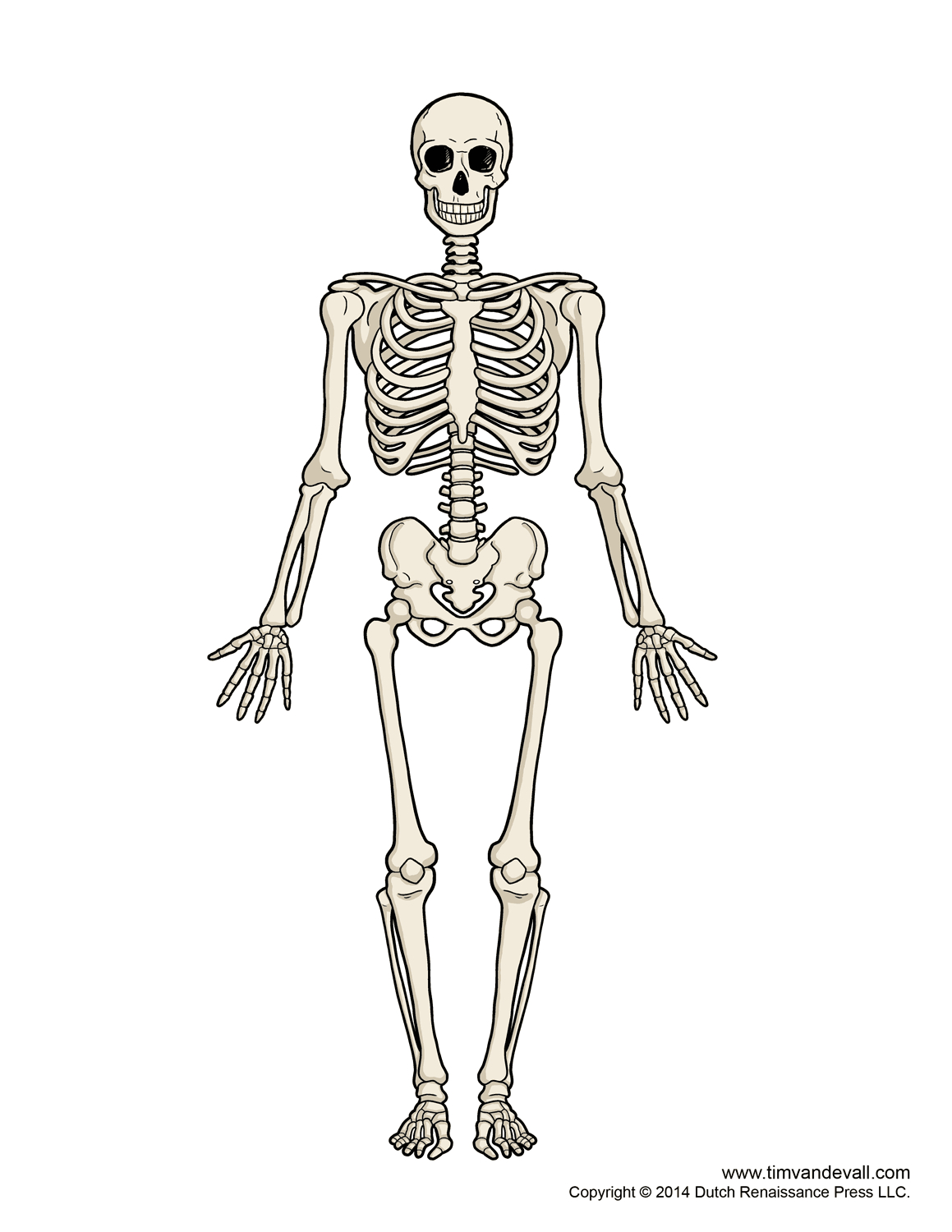 clipart skeleton bone structure