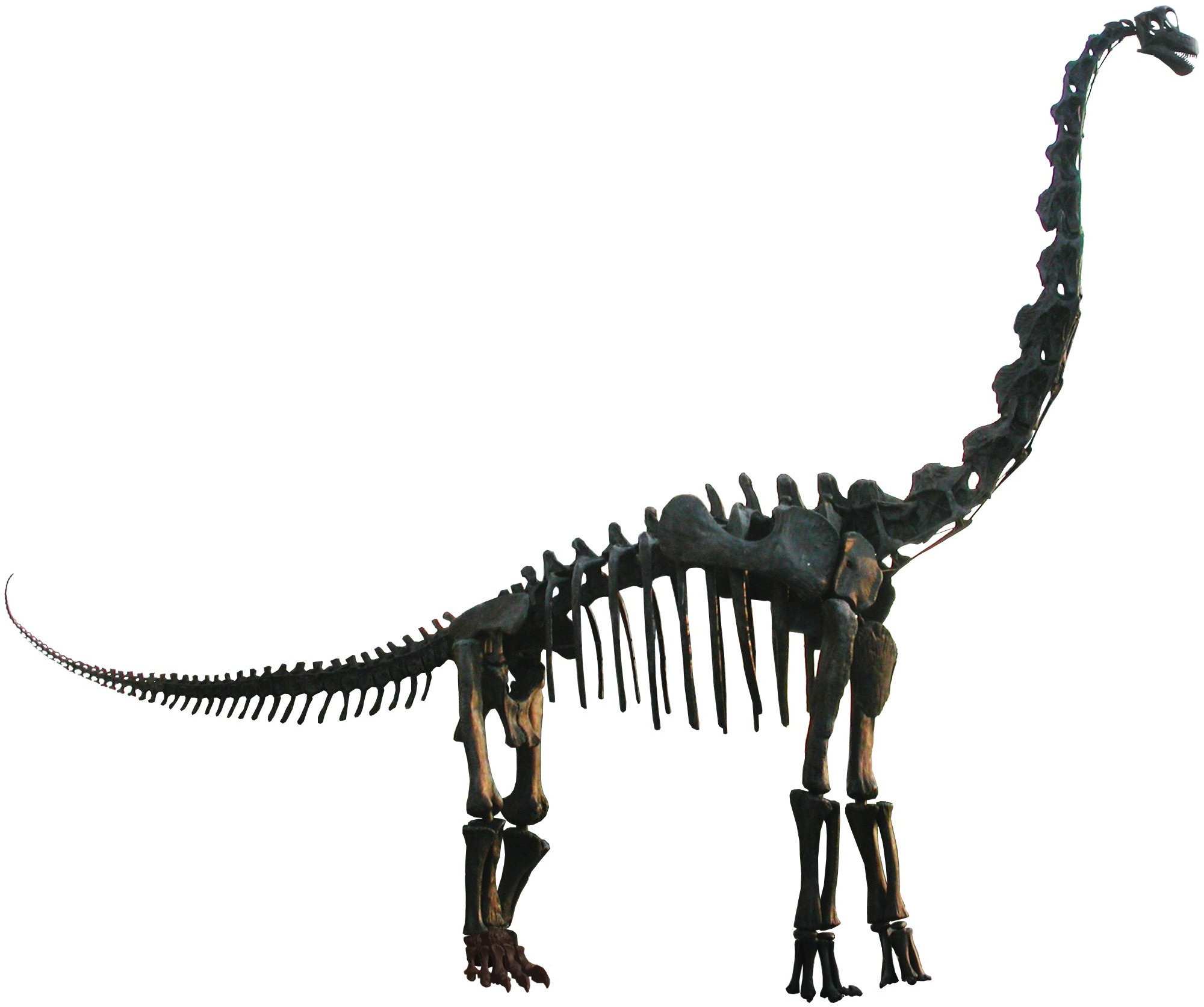 fossil clipart brachiosaurus