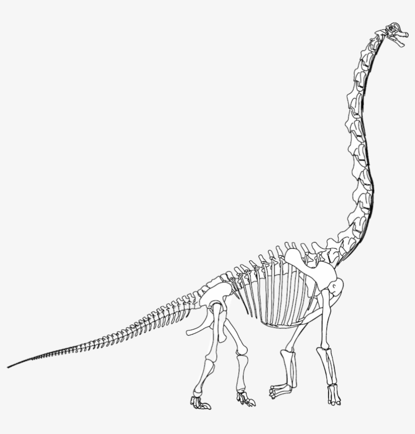 clipart skeleton brachiosaurus