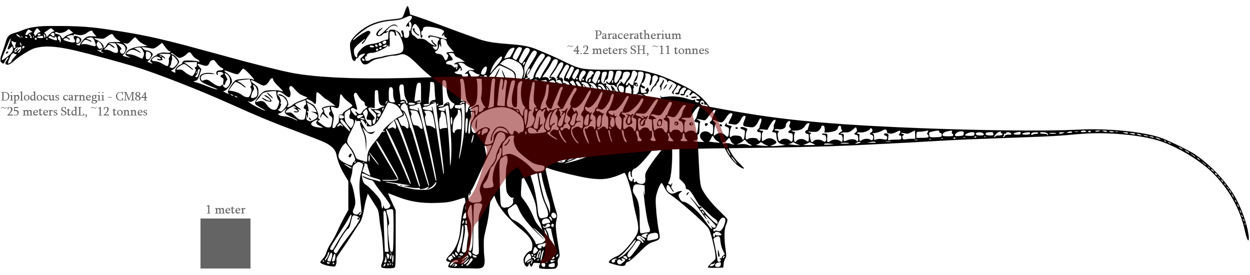 clipart skeleton brachiosaurus
