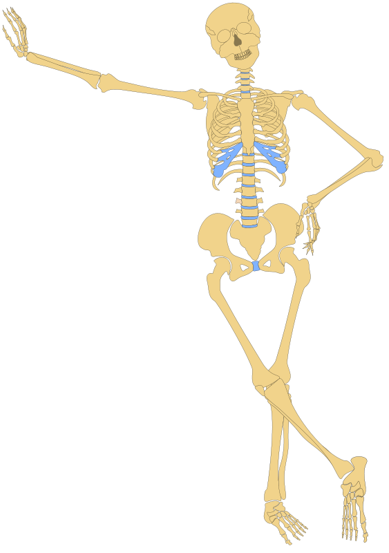 Skeleton child skeleton