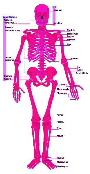 clipart skeleton colorful